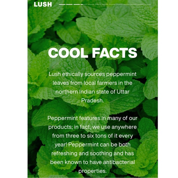 Lush Kitchen Exclusive Freeze Peppermint Sea Salt Shower Gel Body Wash NWT - Picture 9 of 12